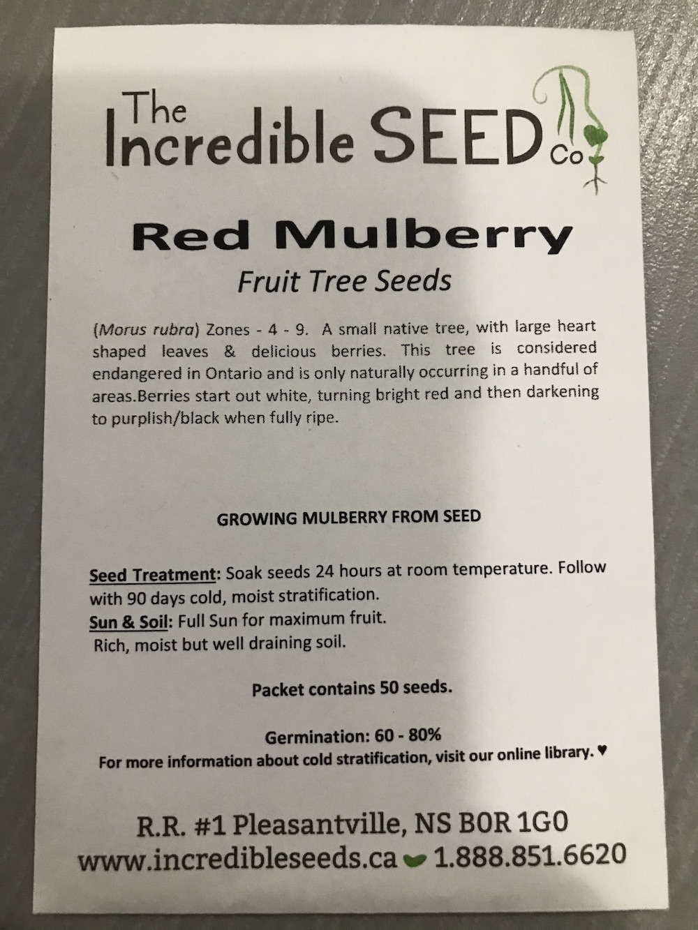 Red Mulberry Seed Pack