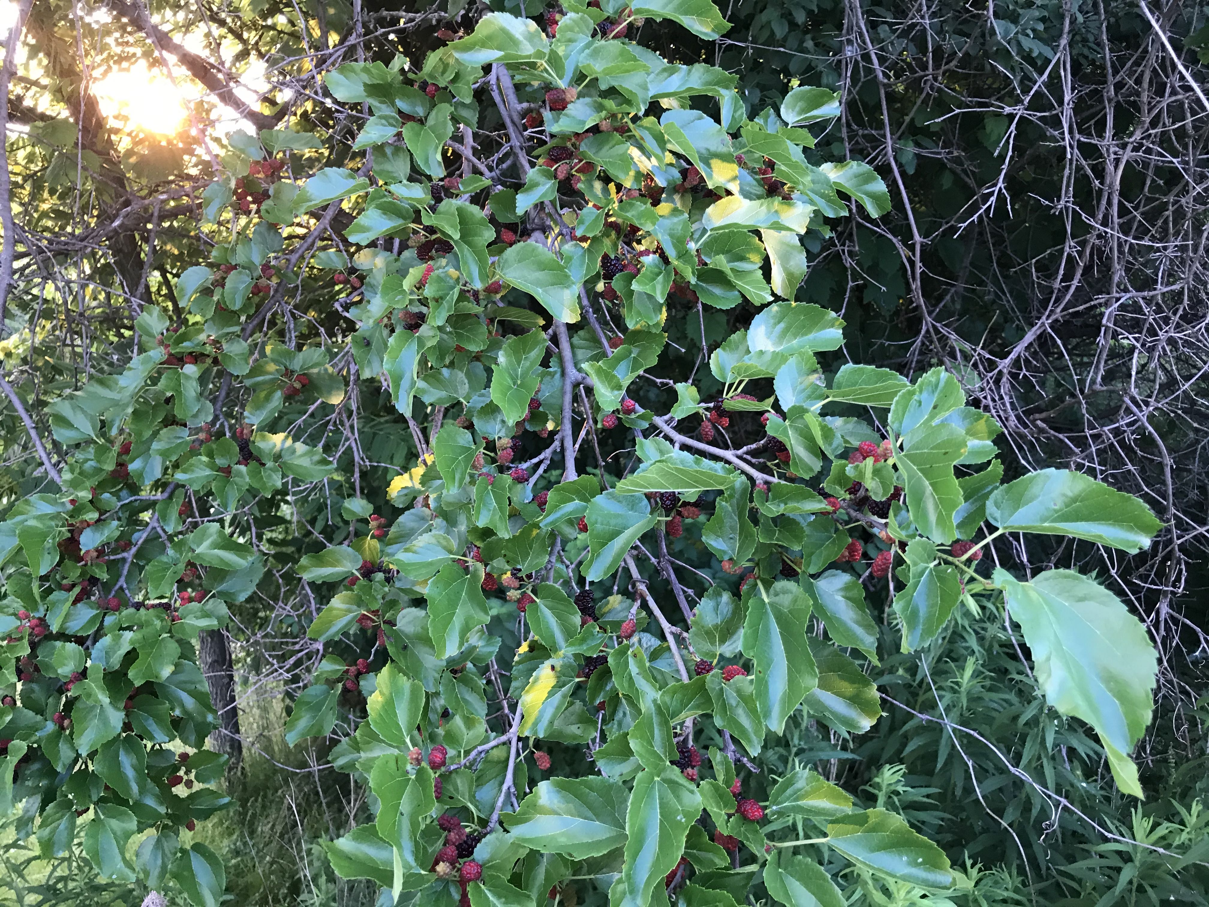 White Mulberry